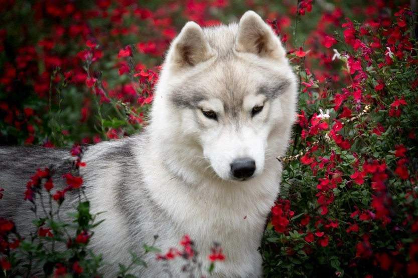 Very Beautiful Who Play With Moonlight