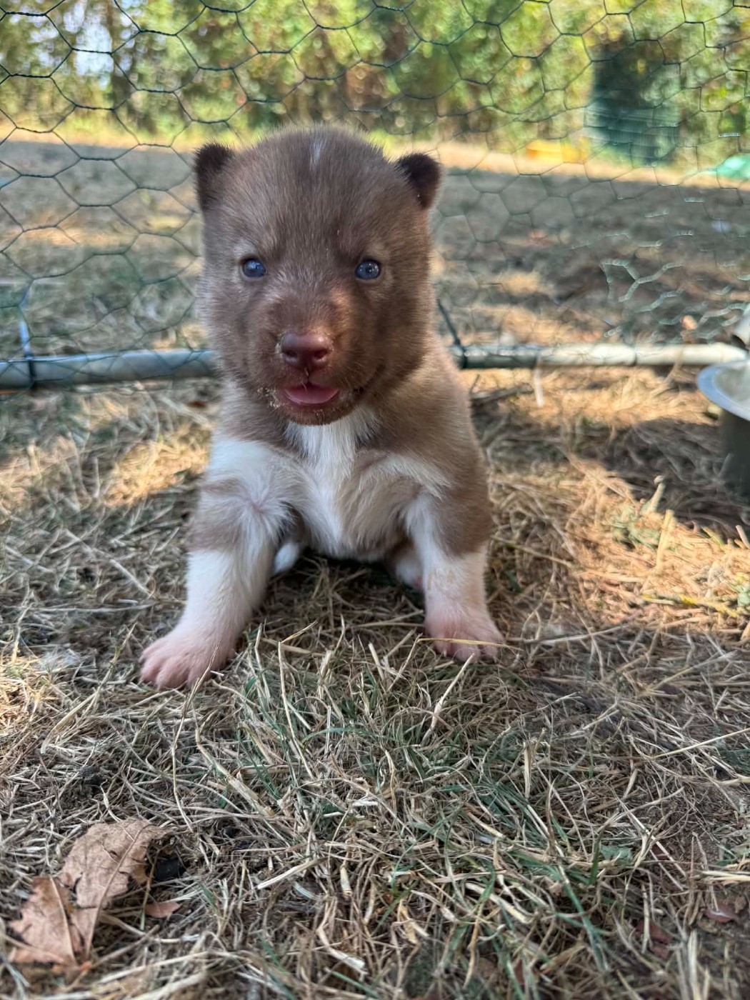 Laurine Boiste - Chiots disponibles - Siberian Husky