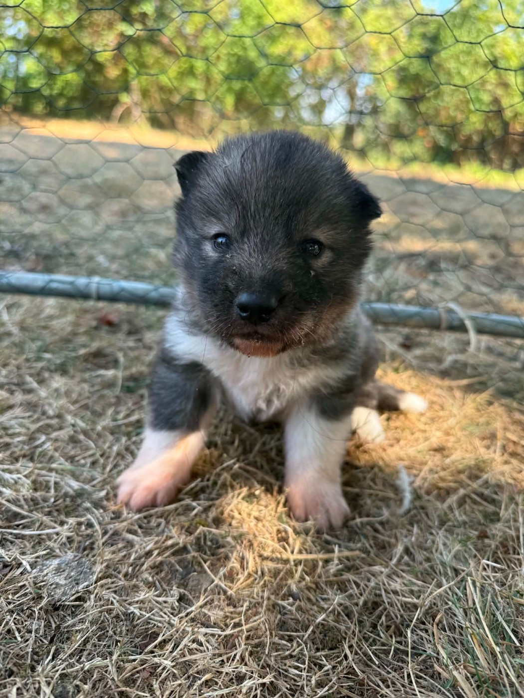 Laurine Boiste - Chiots disponibles - Siberian Husky