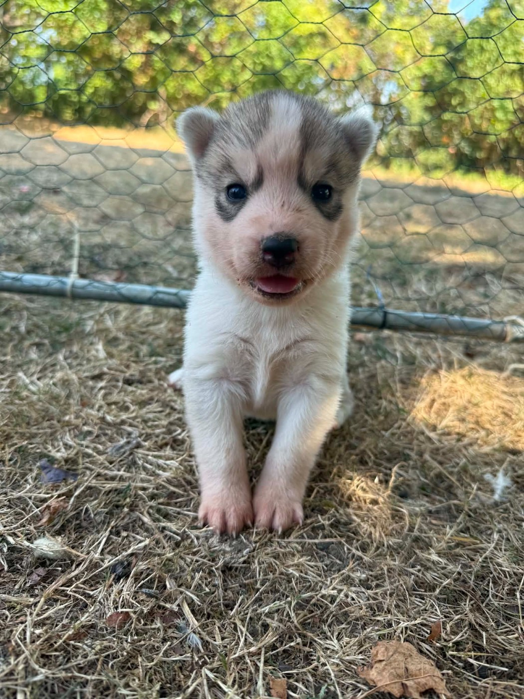Laurine Boiste - Chiots disponibles - Siberian Husky