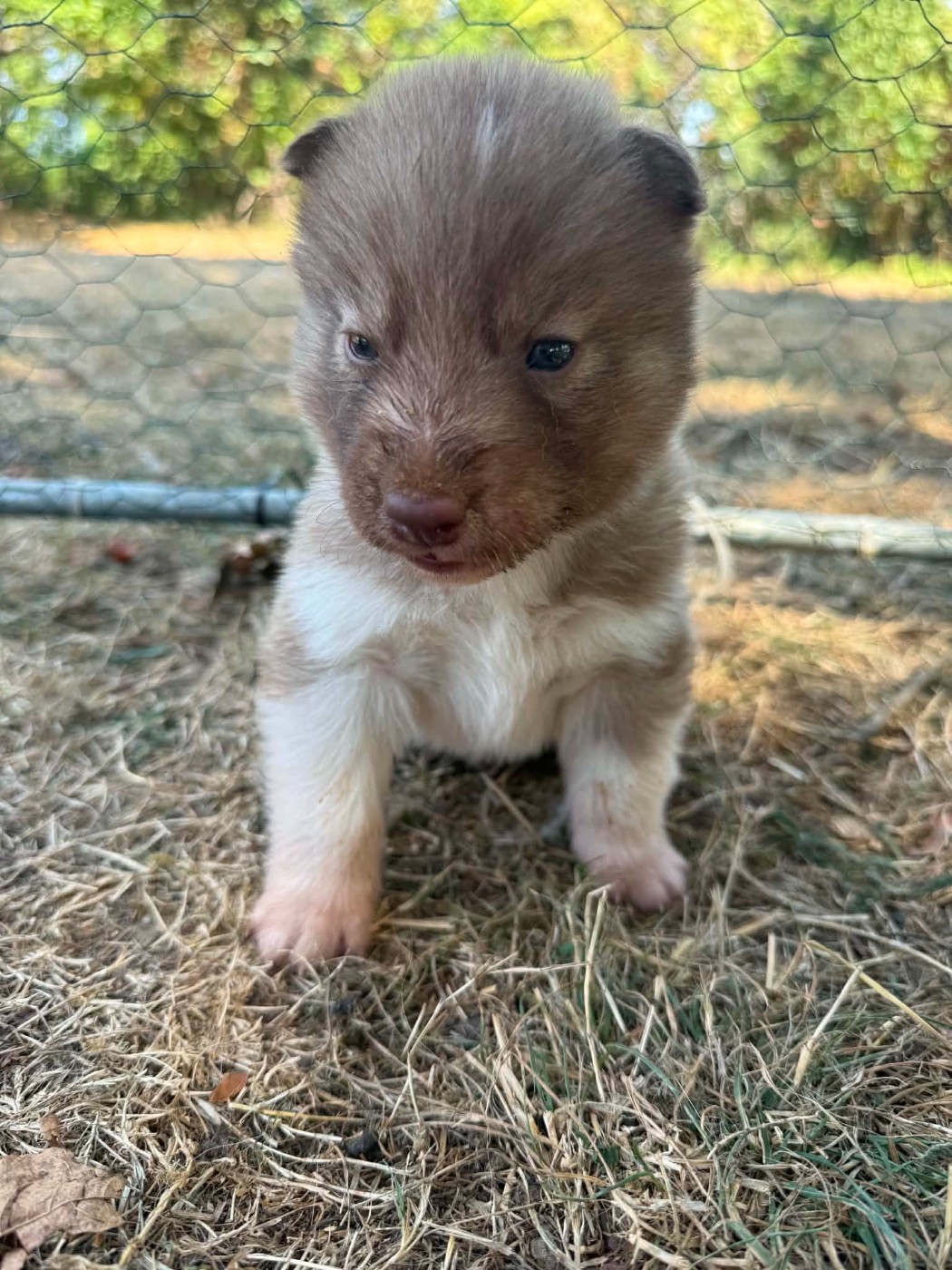 Laurine Boiste - Chiots disponibles - Siberian Husky