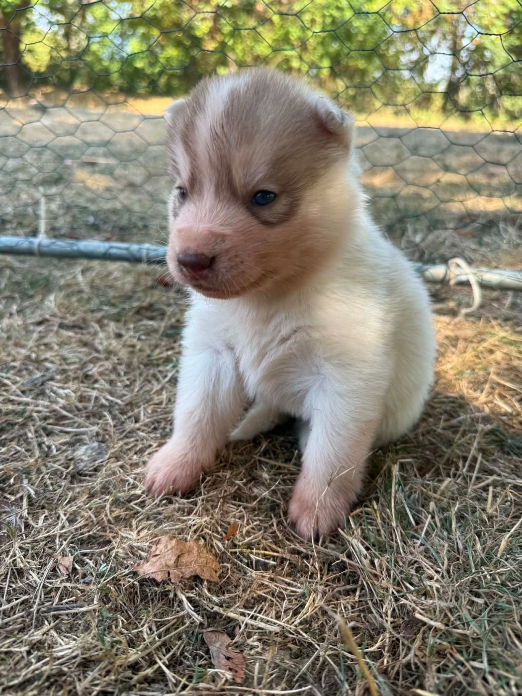 Laurine Boiste - Chiots disponibles - Siberian Husky