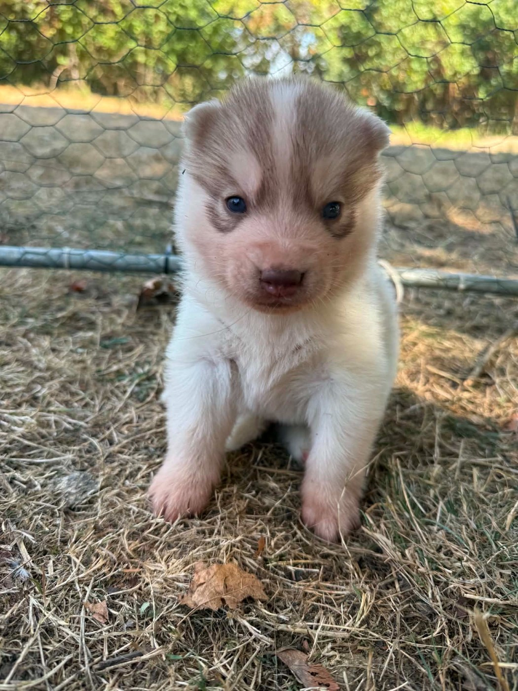 Laurine Boiste - Chiots disponibles - Siberian Husky