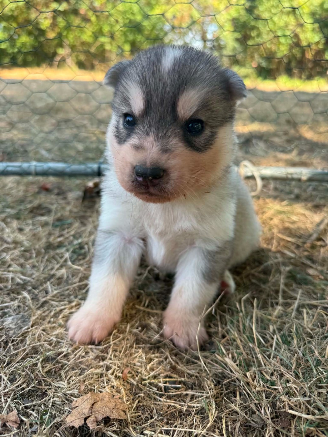 Laurine Boiste - Chiots disponibles - Siberian Husky