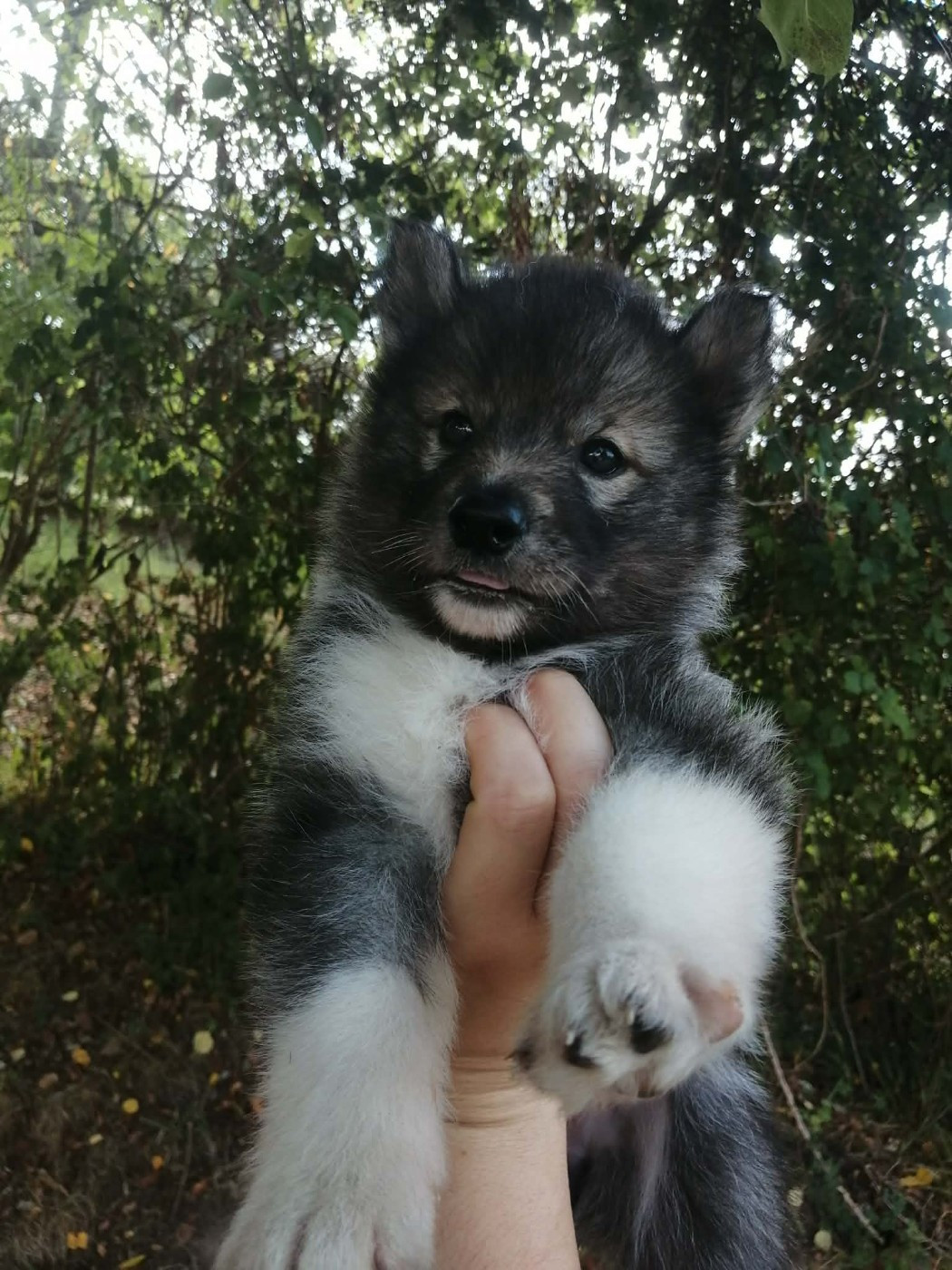Laurine Boiste - Chiots disponibles - Siberian Husky