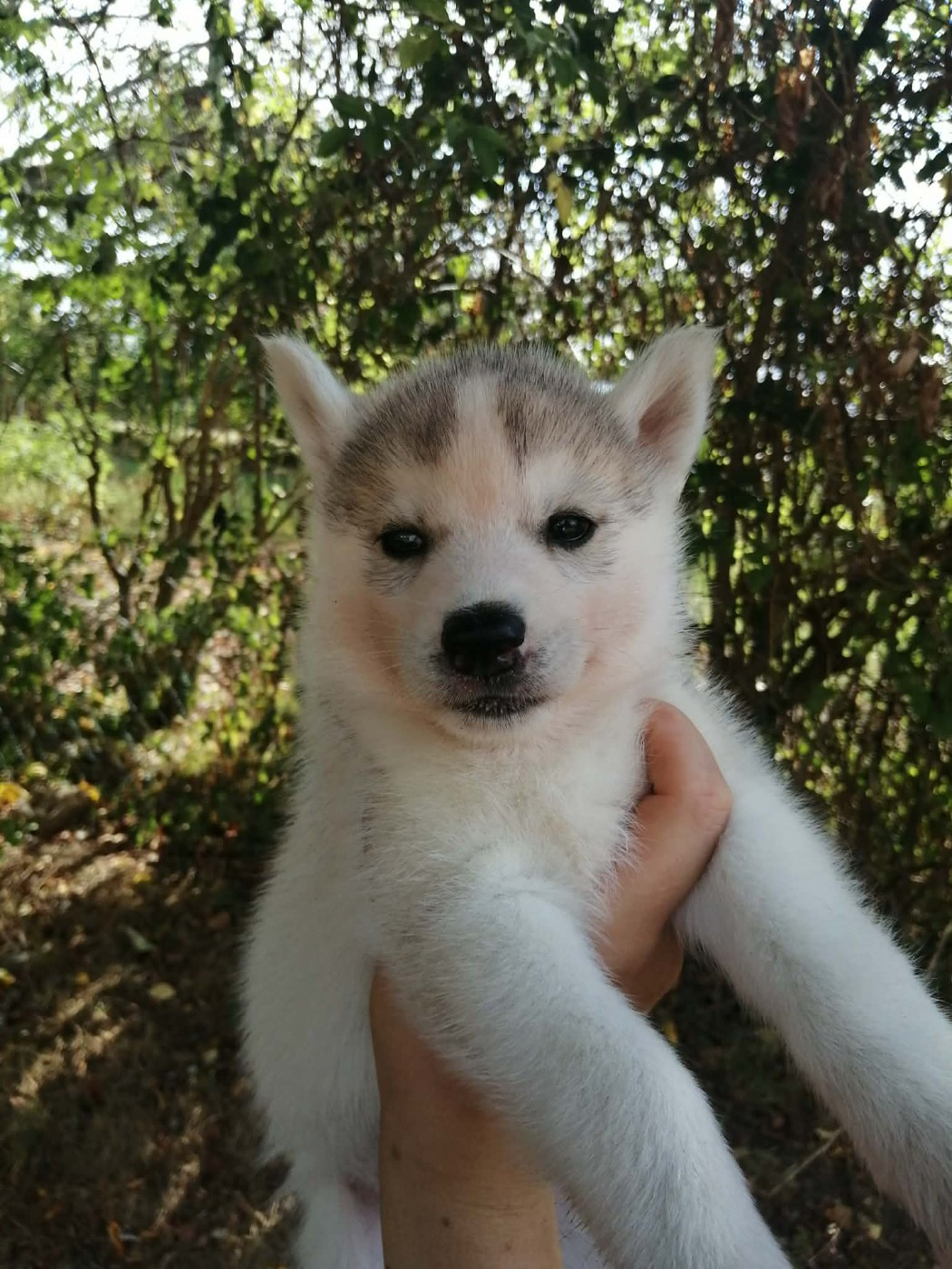 Laurine Boiste - Chiots disponibles - Siberian Husky