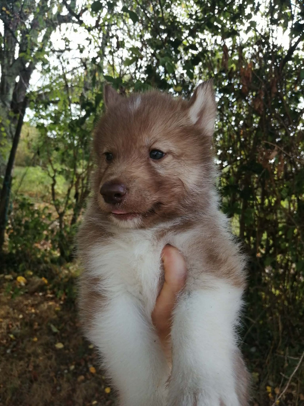 Laurine Boiste - Chiots disponibles - Siberian Husky