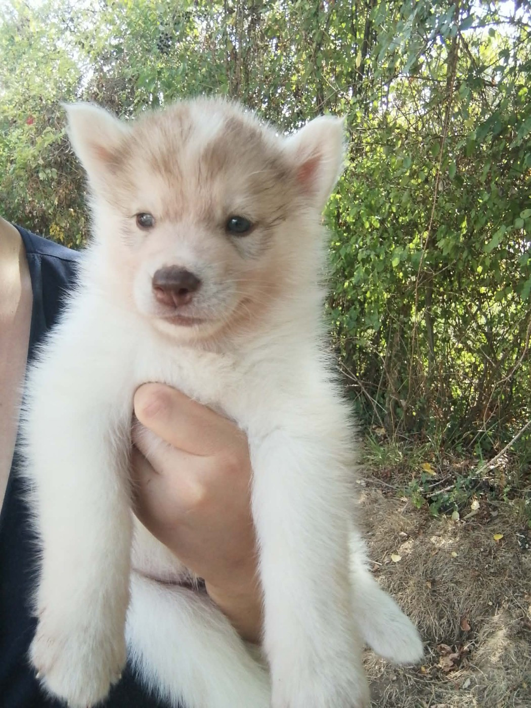 Laurine Boiste - Chiots disponibles - Siberian Husky