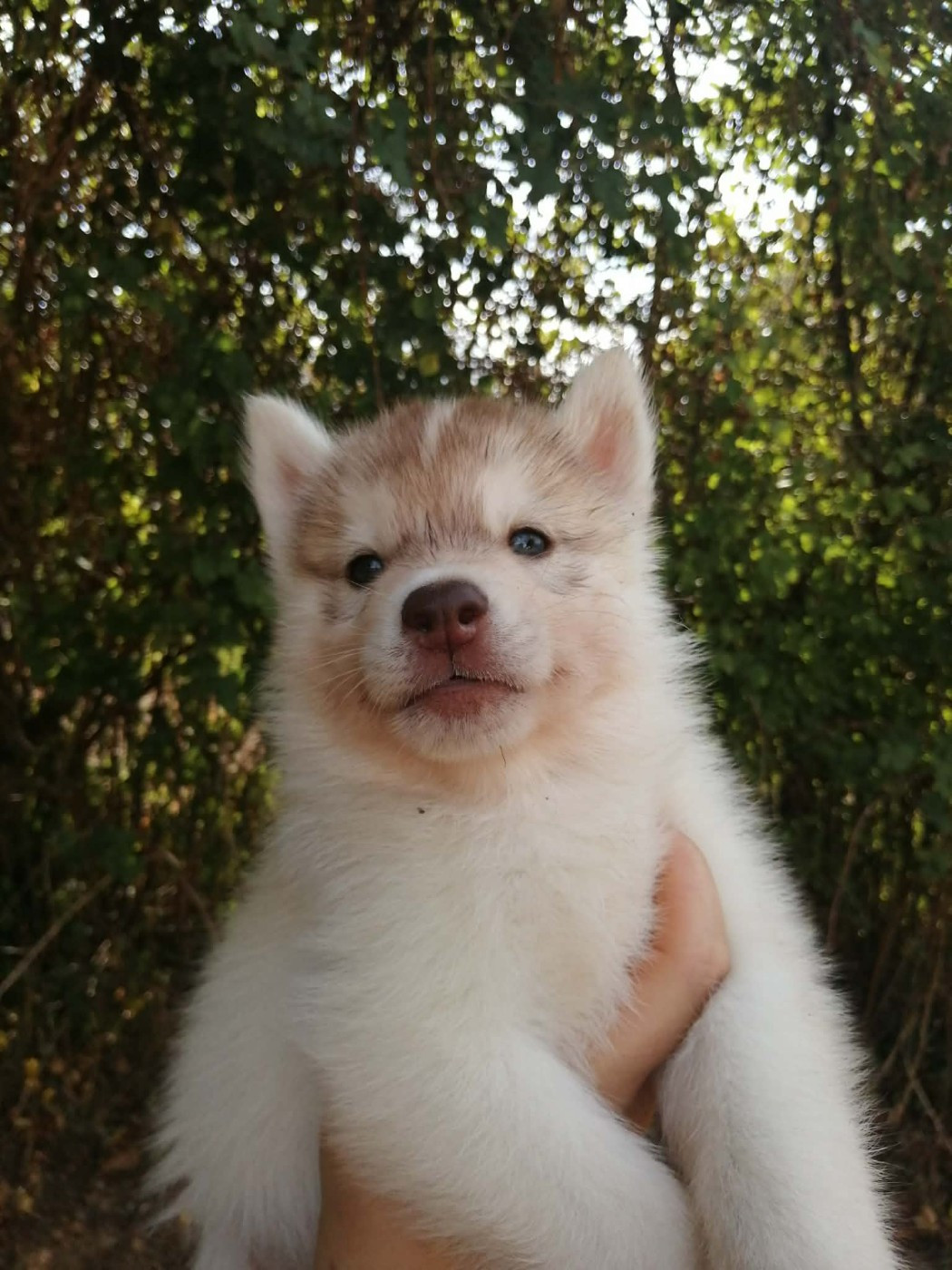 Laurine Boiste - Chiots disponibles - Siberian Husky