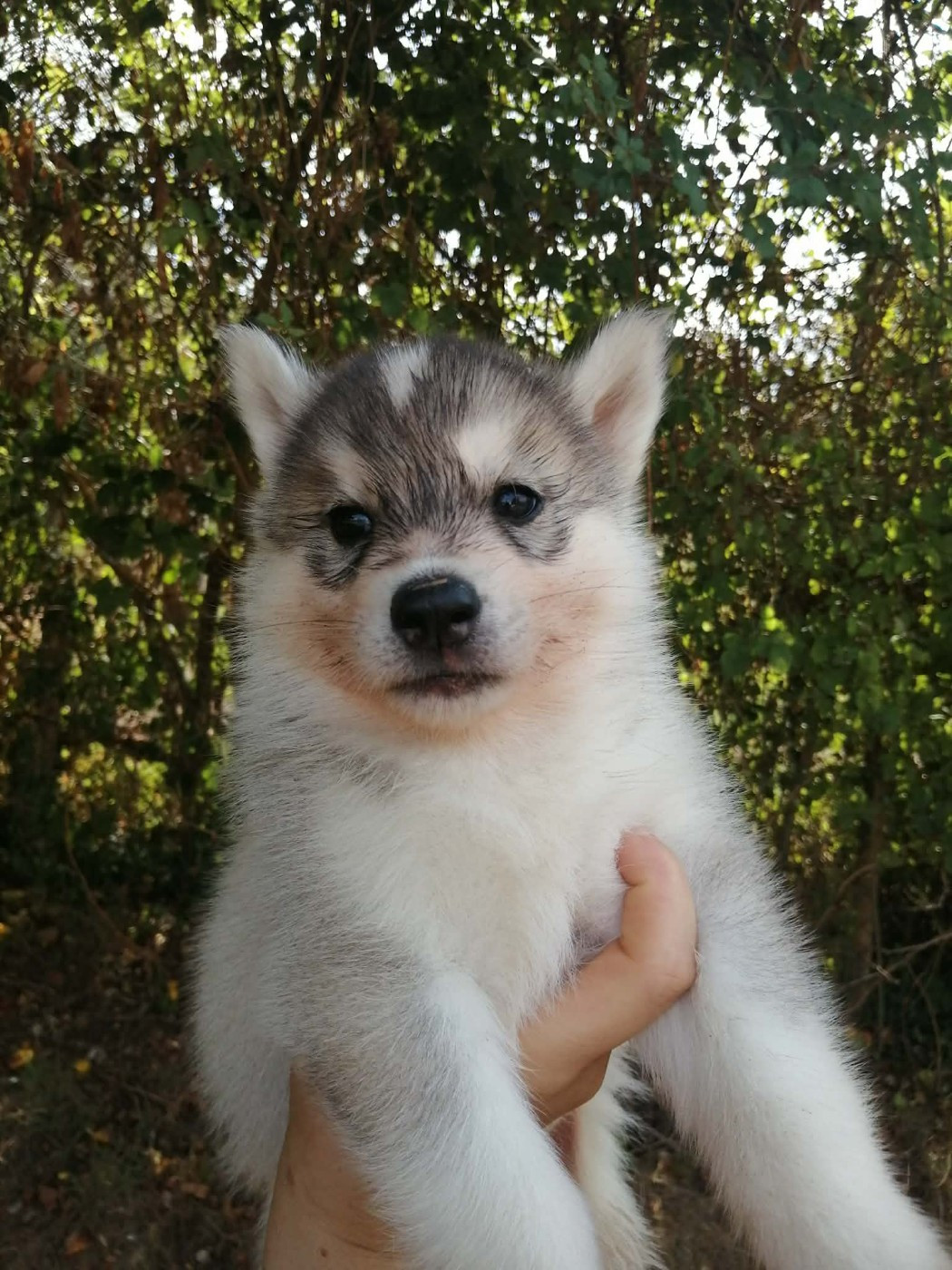 Laurine Boiste - Chiots disponibles - Siberian Husky